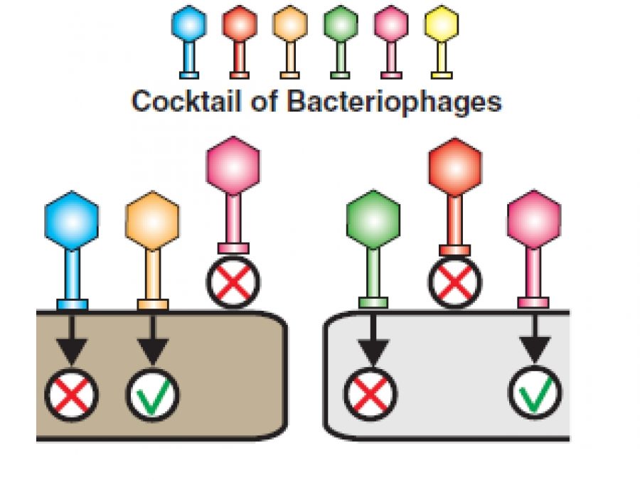 TechnoPhage receives FDA clearance to begin human clinical trials of an innovative biological therapeutic